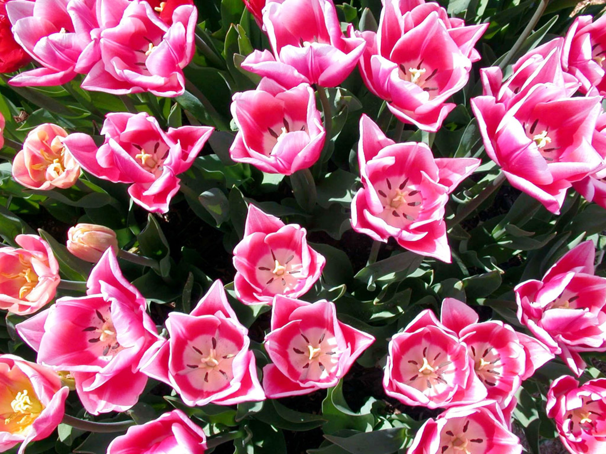 Tulipany (41).jpg