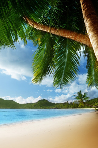 Plaża, palmy
