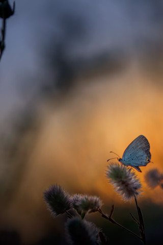 Mały motylek o zachodzie słońca
