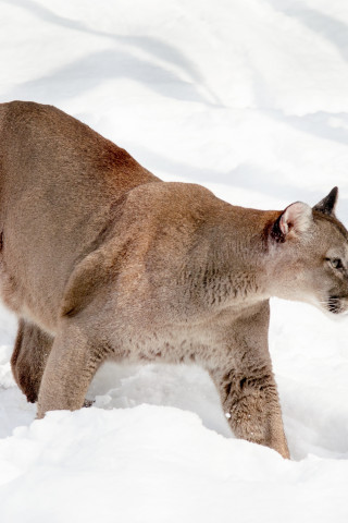 Puma na śniegu