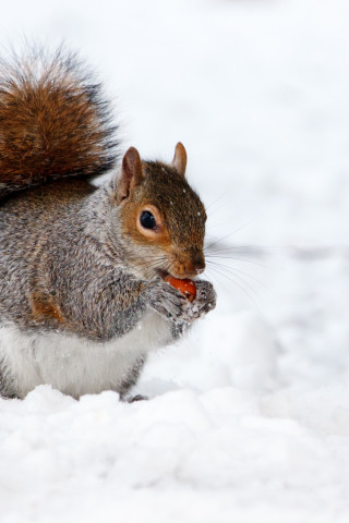 Wiewiórka w zimę