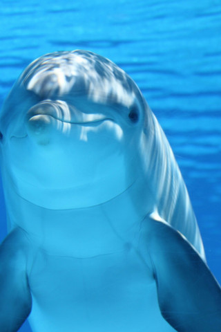 Delfin, Ssak morski