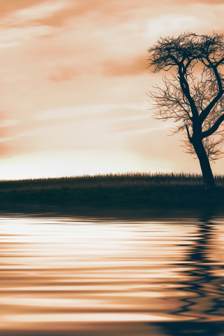 Drzewo, charakter, jezioro