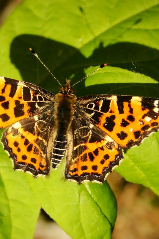 Rusałka kratkowiec forma wiosenna