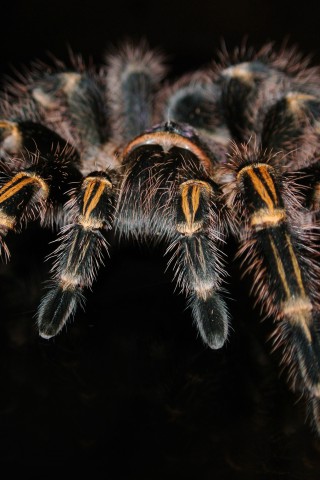 Włochaty pająk