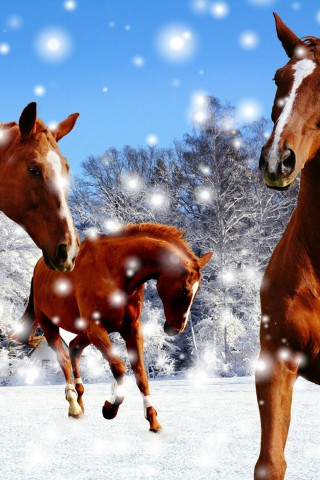 Konie, zima i śnieg