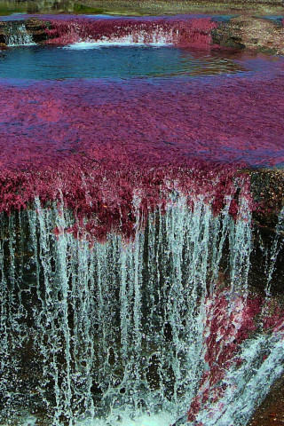 Caño Cristales