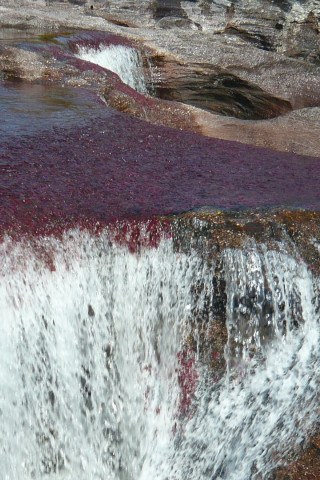 Caño Cristales