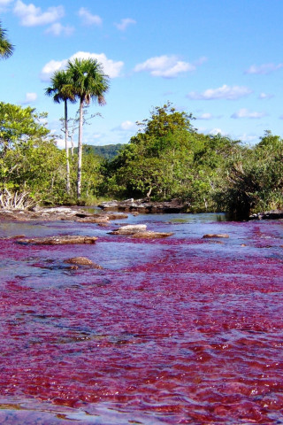 Caño Cristales