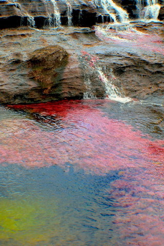 Caño Cristales