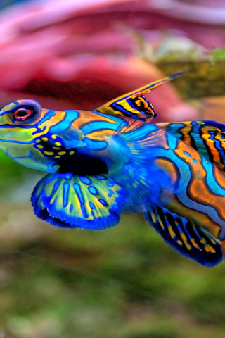 fish mandarinfish