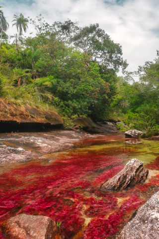 Caño Cristales