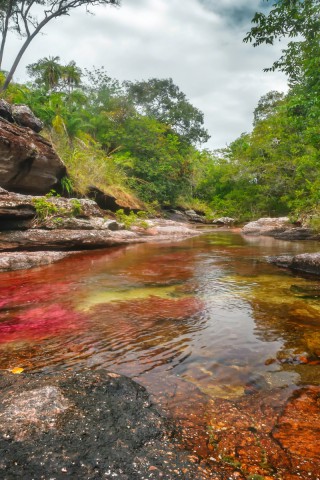 Caño Cristales