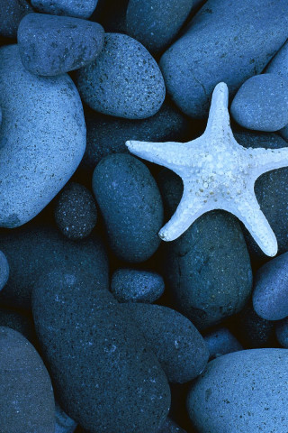 Sea Star on a Rocky Beach, Baja California, Mexico.jpg