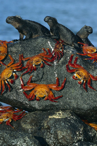 Sally-Lightfoot Crabs and Marine Iguanas.jpg