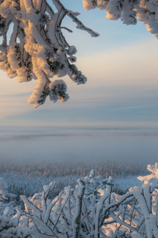 Śnieg na gałęziach