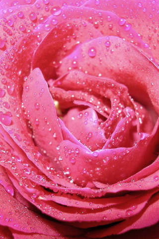 roze (12).jpg