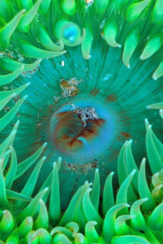 Sea Anemone.jpg