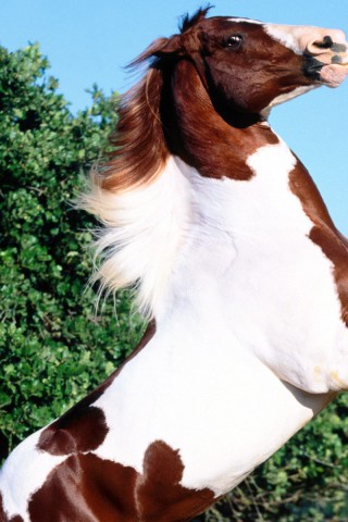 tapety konie (43).jpg