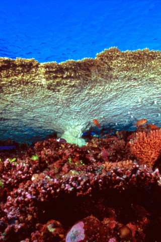 Huge Table Coral.jpg