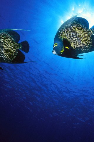 French Angelfish.jpg