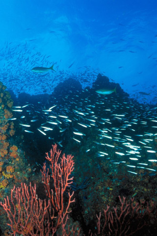 Los Roques Reef, Venezuela.jpg