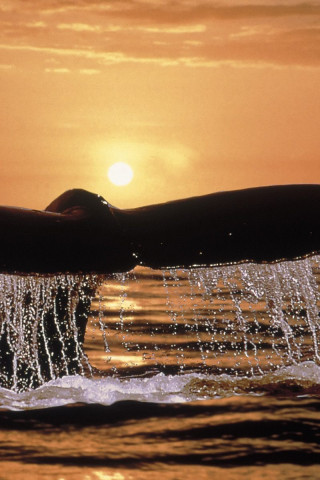 Humpback Whale Tail.jpg