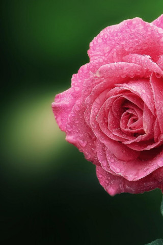 Kwiat róży z rosą
