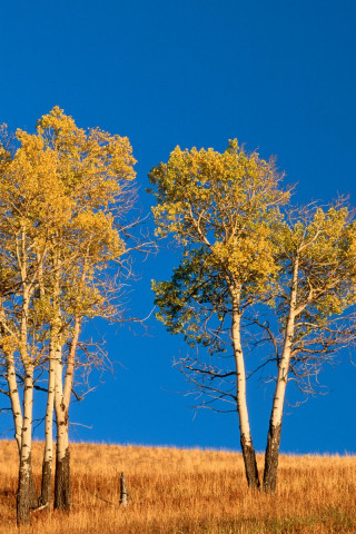 Autumn Aspen Trees and Sunset, Yellowstone National Park, Wyoming.jpg