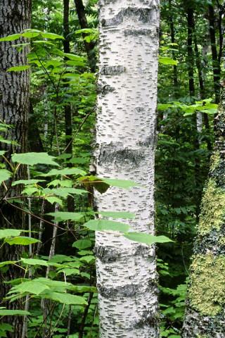 Aspen Trunks, North Woods, Quetico Provincial Park, Ontario, Canada.jpg