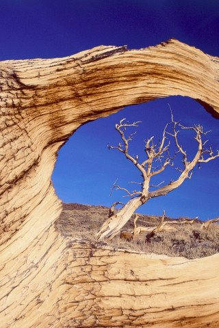 Bristlecone Pine, White Mountains, California.jpg