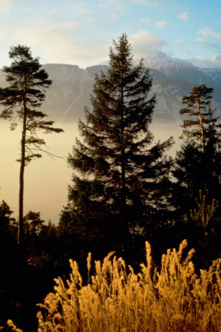 Twilight In The Woods, Valais, Switzerland.jpg