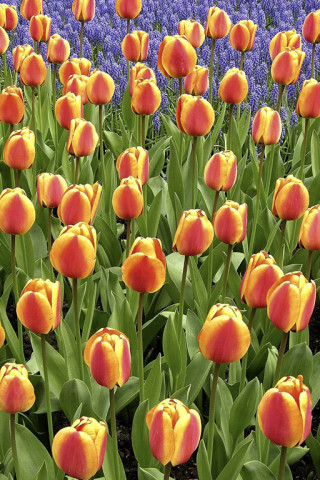 Tulipany (54).jpg