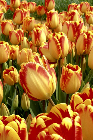 Tulipany (42).jpg
