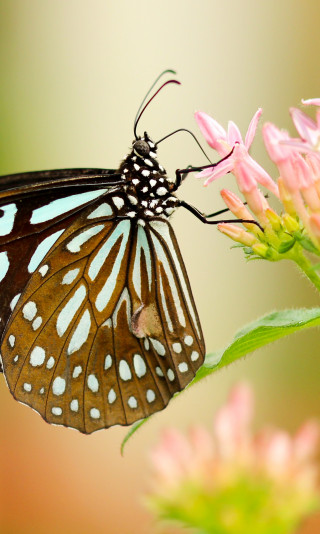 Motyl na różowym kwiatku spija nektar