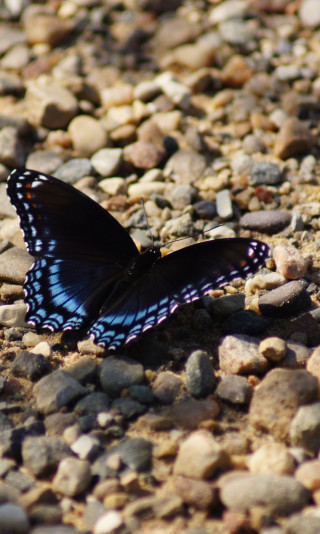 Motyl błękitno-czarny na kamieniach