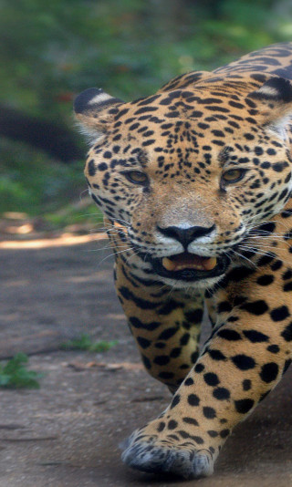 jaguar (Copy)