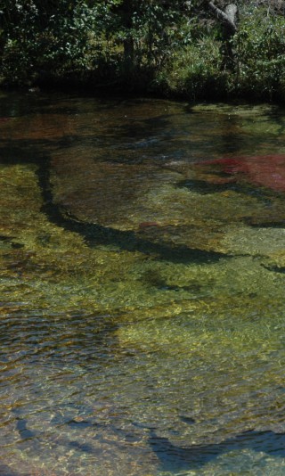 Caño Cristales