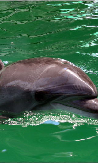 tapety delfiny (6).jpg