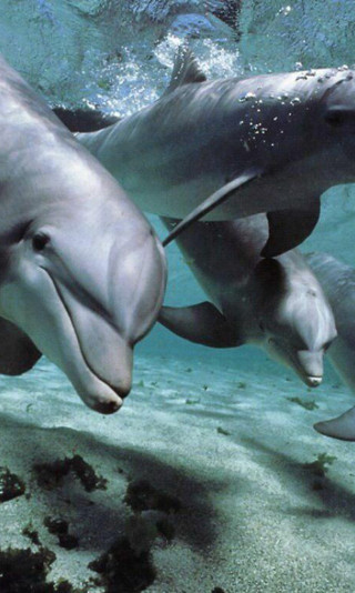 tapety delfiny (60).jpg