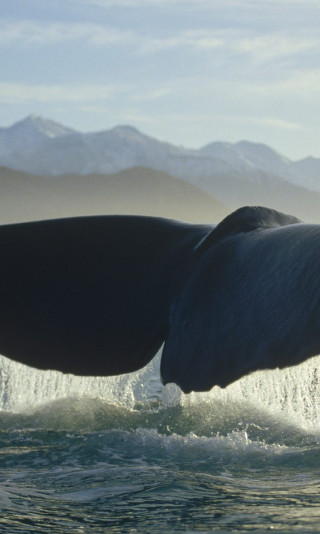 Sperm Whale.jpg