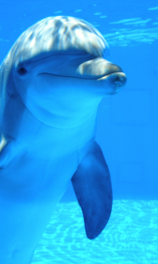 tapety delfiny (3).jpg