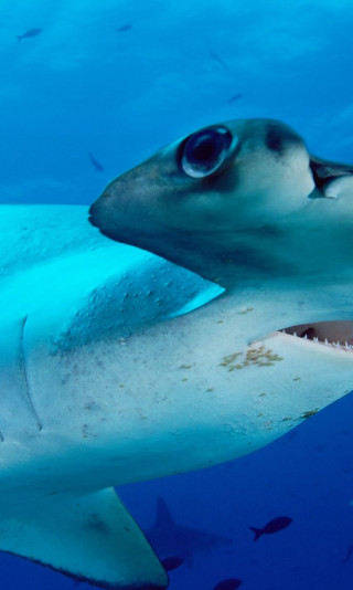 Scalloped Hammerhead.jpg