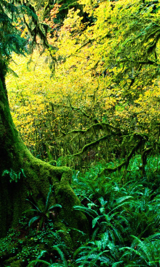 Hoh Rainforest, Olympic National Park, Washington.jpg