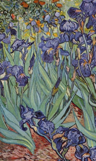 still-life-irises.jpg