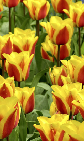 Tulipany (53).jpg