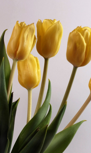 Tulipany (3).jpg