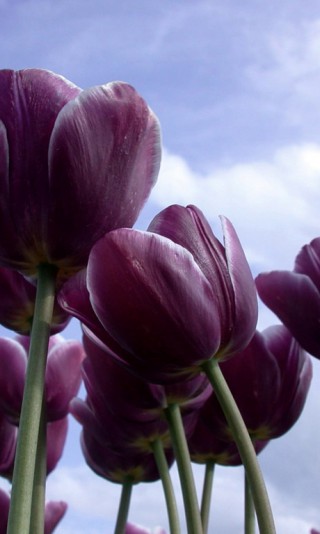 Tulipany (78).jpg