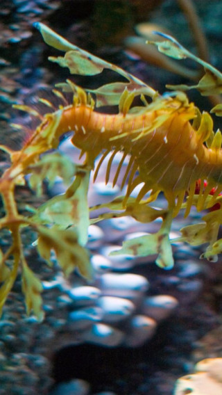 leafy sea dragon