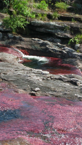 Caño Cristales